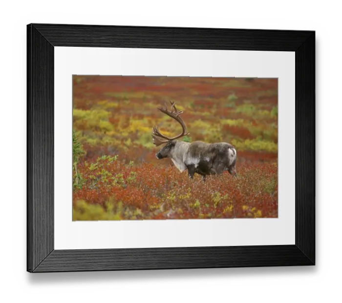 Framed Print : Large male caribou wandering in colorful fall tundra, Denali National Park, Alaska Framed Print : Large male caribou wandering in colorful fall tundra, Denali National Park, Alaska