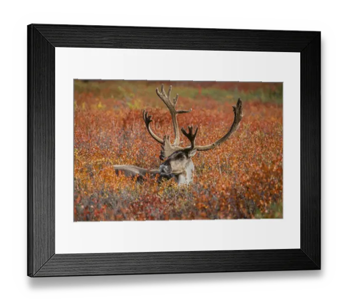 Framed Print : Large male caribou in red fall tundra, eye to eye with photographer, Denali National Park Framed Print : Large male caribou in red fall tundra, eye to eye with photographer, Denali National Park