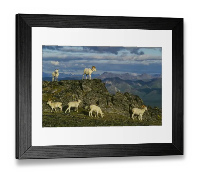 Framed Print : Herd of Dall Rams and Ewes graze on ridge, Denali National Park, Alaska