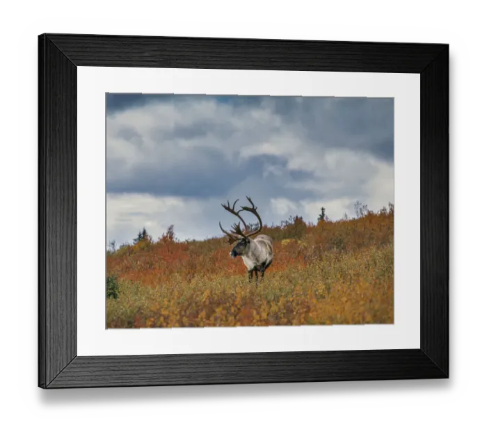 Framed Print : Caribou in fall foliage, Denali national Park, Alaska Framed Print : Caribou in fall foliage, Denali national Park, Alaska