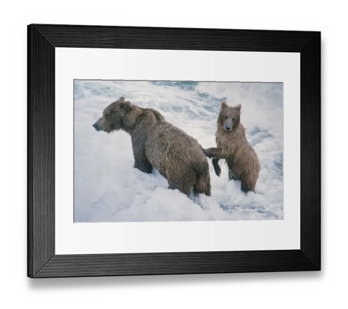 Framed Print : Mother and Cub, Alaskan Brown Bear in creek at McNeil River State Game Reserve, Alaska Framed Print : Mother and Cub, Alaskan Brown Bear in creek at McNeil River State Game Reserve, Alaska