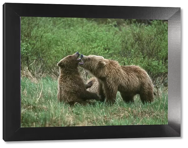 Play behavior between Sow and Cub Brown Bear, McNeil River State Game Reserve, Alaska