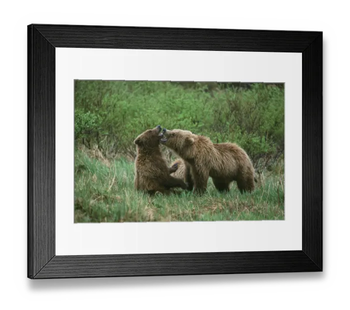Framed Print : Play behavior between Sow and Cub Brown Bear, McNeil River State Game Reserve, Alaska Framed Print : Play behavior between Sow and Cub Brown Bear, McNeil River State Game Reserve, Alaska