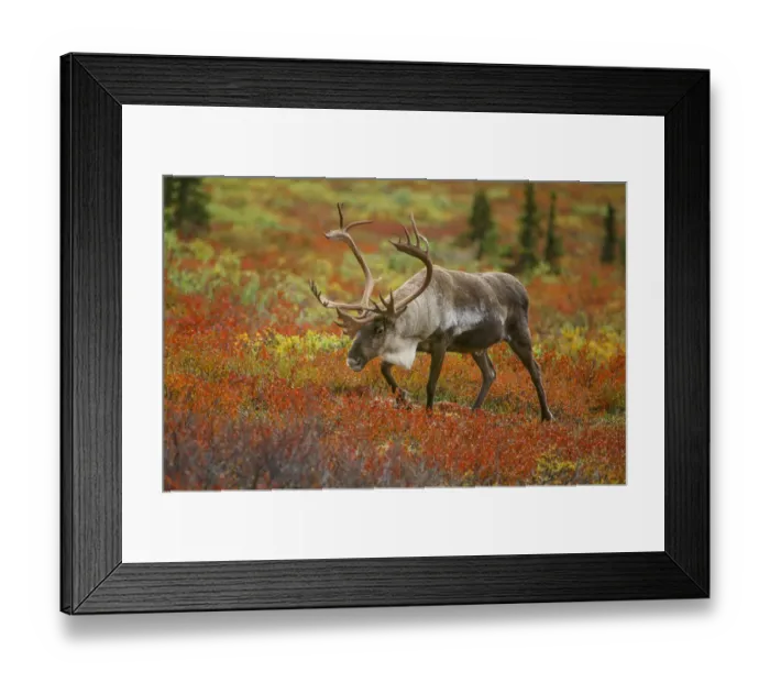 Framed Print : Large male caribou wandering in colorful fall tundra, Denali National Park, Alaska Framed Print : Large male caribou wandering in colorful fall tundra, Denali National Park, Alaska