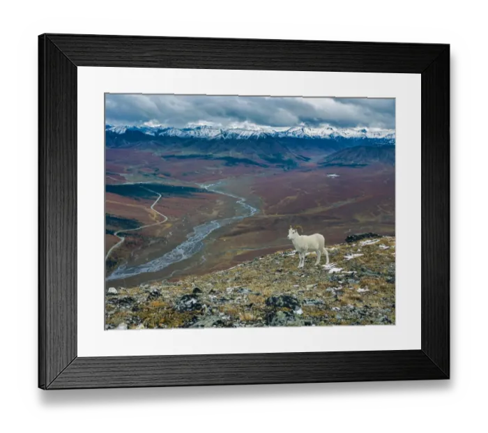 Framed Print : Dall Ram on ridge, fall tundra, Denali National Park, Alaska Framed Print : Dall Ram on ridge, fall tundra, Denali National Park, Alaska