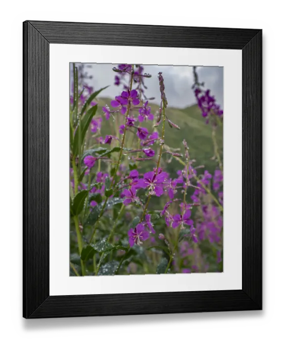 Framed Print : Fireweed and Alaskan morning near Eagle River, Alaska