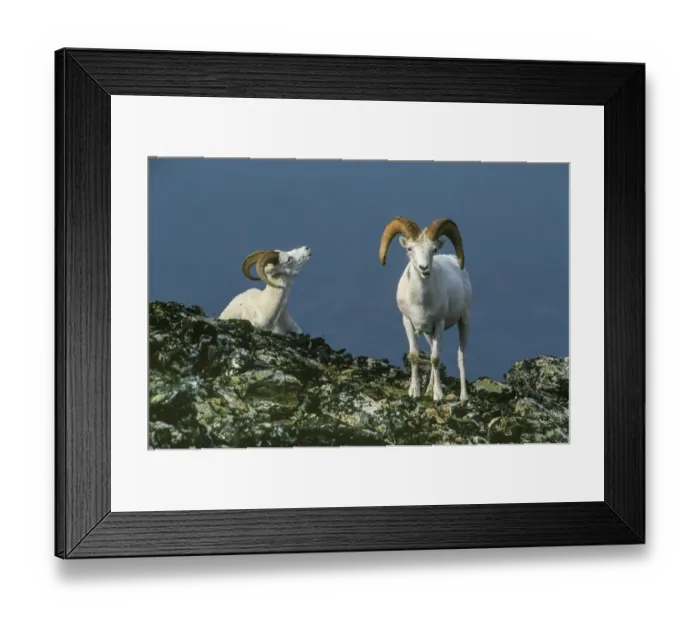 Framed Print : Two Dall Sheep Rams on ridge, Denali National Park, Alaska