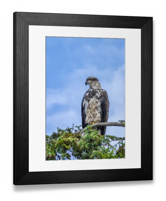 Framed Print : Bald Eagle, Alaska, USA Framed Print : Bald Eagle, Alaska, USA