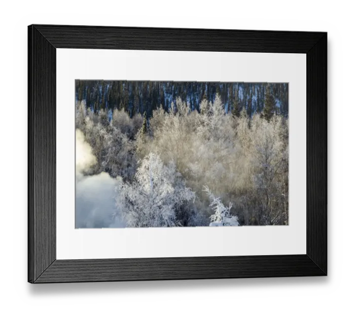 Framed Print : USA, Alaska. Fog and frosted trees in winter Framed Print : USA, Alaska. Fog and frosted trees in winter