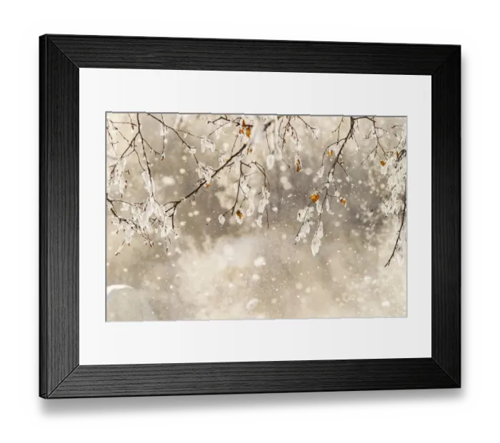 Framed Print : USA, Alaska. Close-up of frost falling from branches in winter