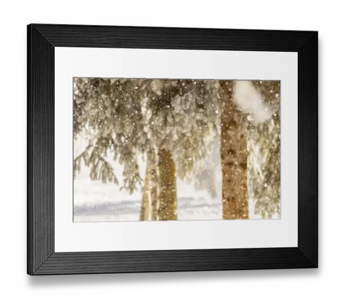 Framed Print : USA, Alaska. Close-up of frost falling from branches in winter Framed Print : USA, Alaska. Close-up of frost falling from branches in winter