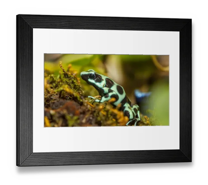 Framed Print : Poison dart frogs are highly poisonous Framed Print : Poison dart frogs are highly poisonous