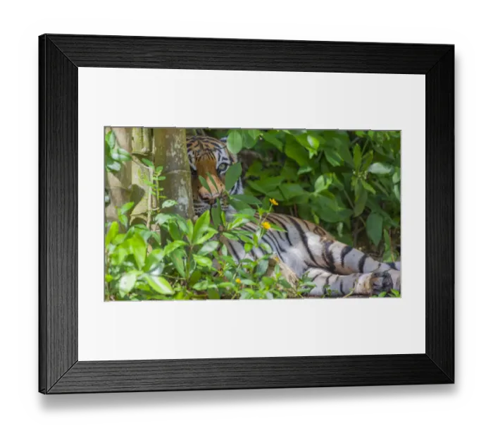Framed Print : A Malayan tiger maintains a restful vigil