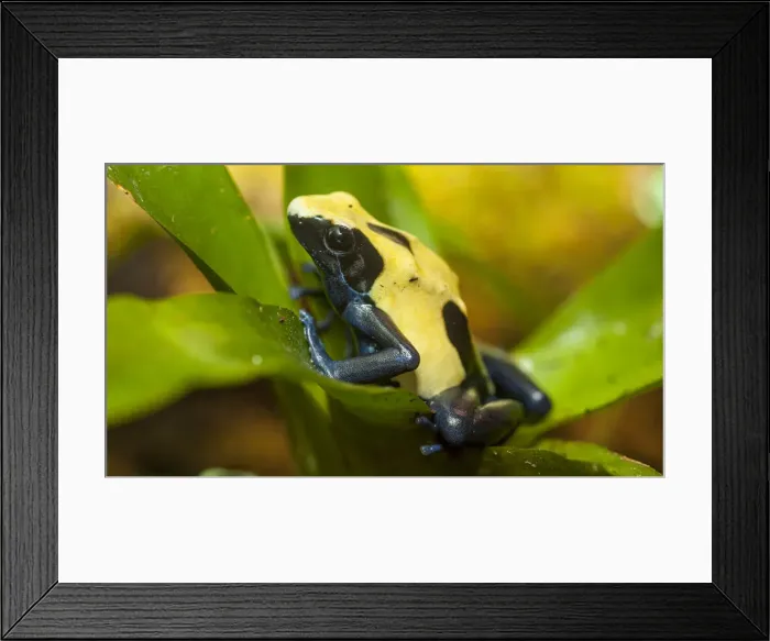 Framed Print : Poison dart frogs are highly poisonous Framed Print : Poison dart frogs are highly poisonous