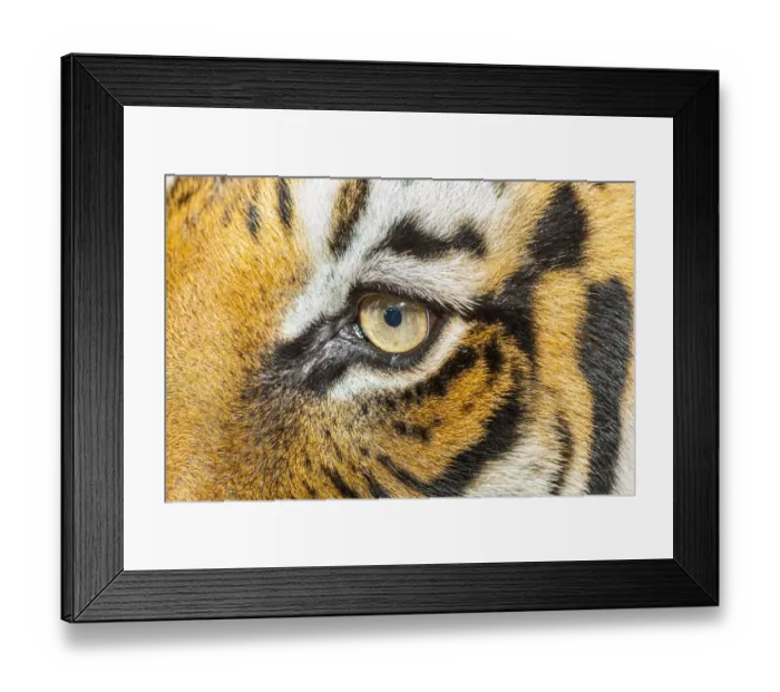 Framed Print : The beautiful eyes of the Malayan tiger