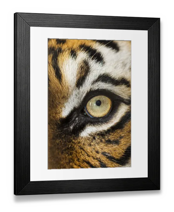 Framed Print : The beautiful eyes of the Malayan tiger