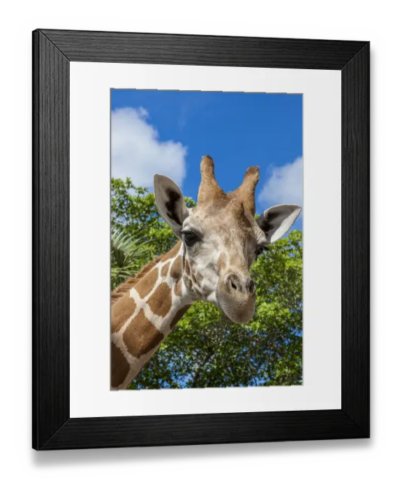 Framed Print : A reticulated giraffes height gives it a downward glance Framed Print : A reticulated giraffes height gives it a downward glance