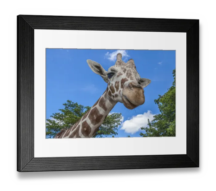 Framed Print : A reticulated giraffes height gives it a downward glance Framed Print : A reticulated giraffes height gives it a downward glance