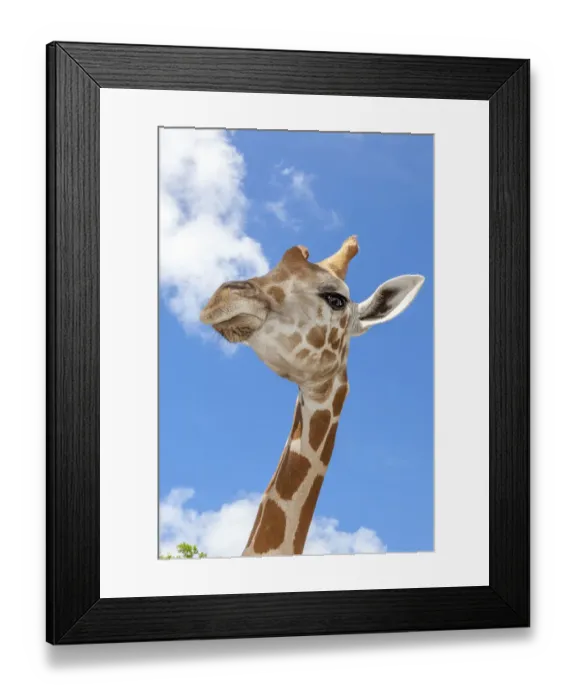 Framed Print : A reticulated giraffes height gives it a downward glance Framed Print : A reticulated giraffes height gives it a downward glance