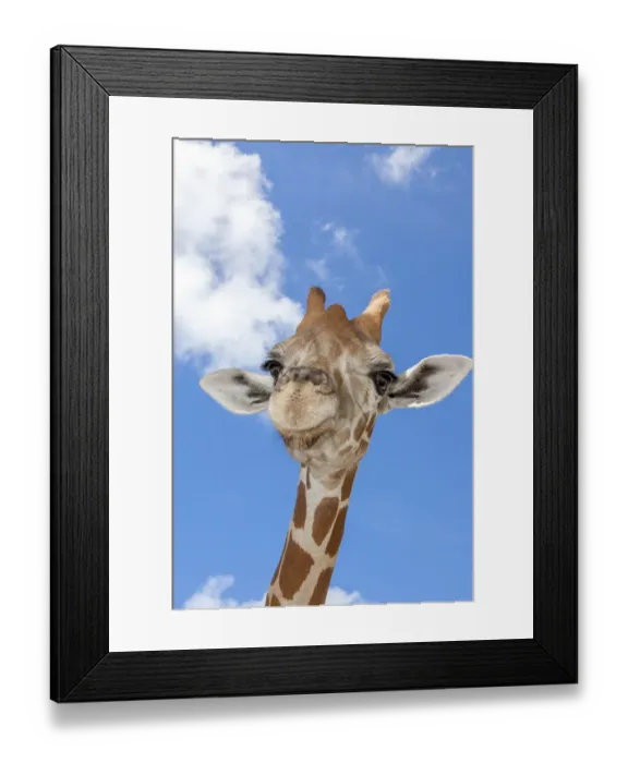Framed Print : A reticulated giraffes height gives it a downward glance Framed Print : A reticulated giraffes height gives it a downward glance