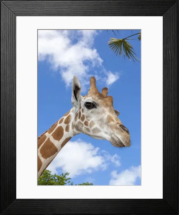 Framed Print : A reticulated giraffes height gives it a downward glance Framed Print : A reticulated giraffes height gives it a downward glance