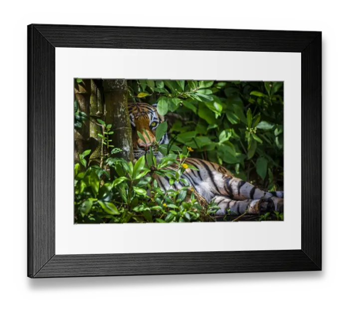 Framed Print : A Malayan tiger maintains a restful vigil