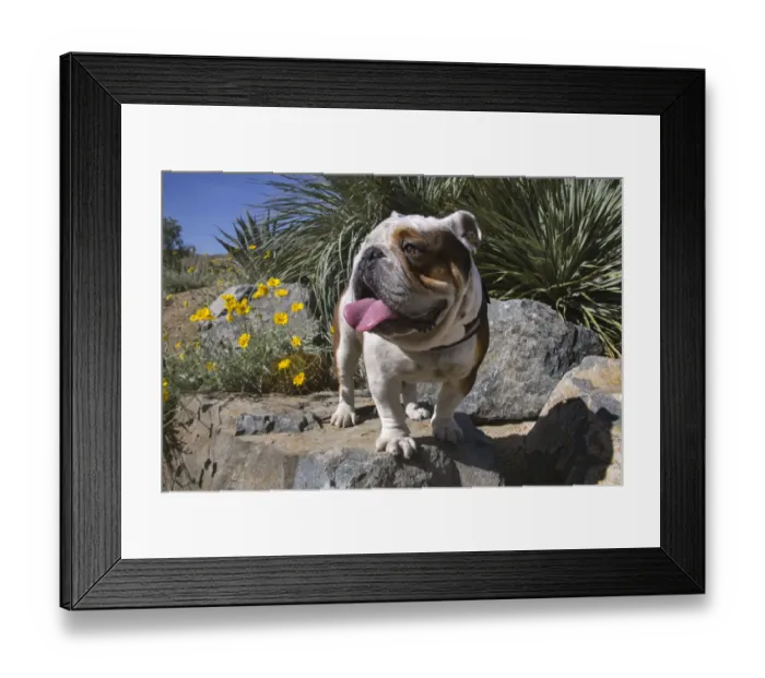 Framed Print : Bulldog in a desert garden