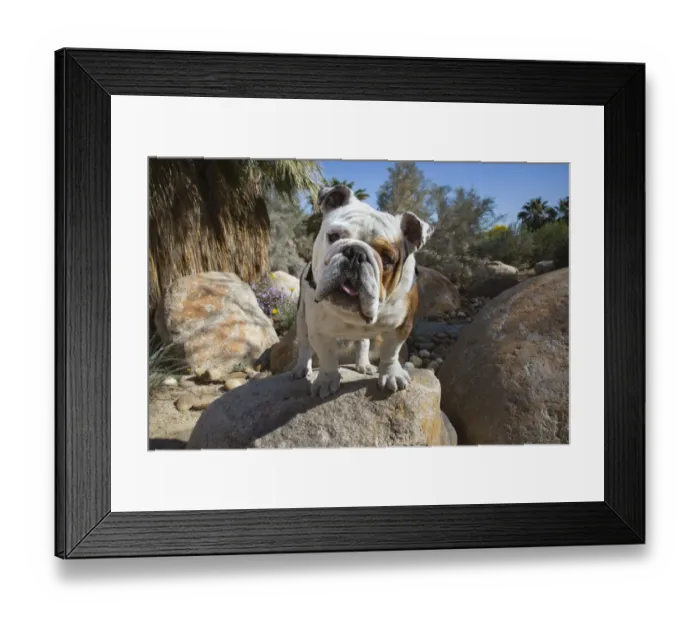 Framed Print : Bulldog in a desert garden Framed Print : Bulldog in a desert garden