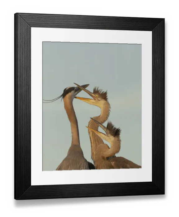 Framed Print : Great blue heron and chick waiting to be fed Framed Print : Great blue heron and chick waiting to be fed