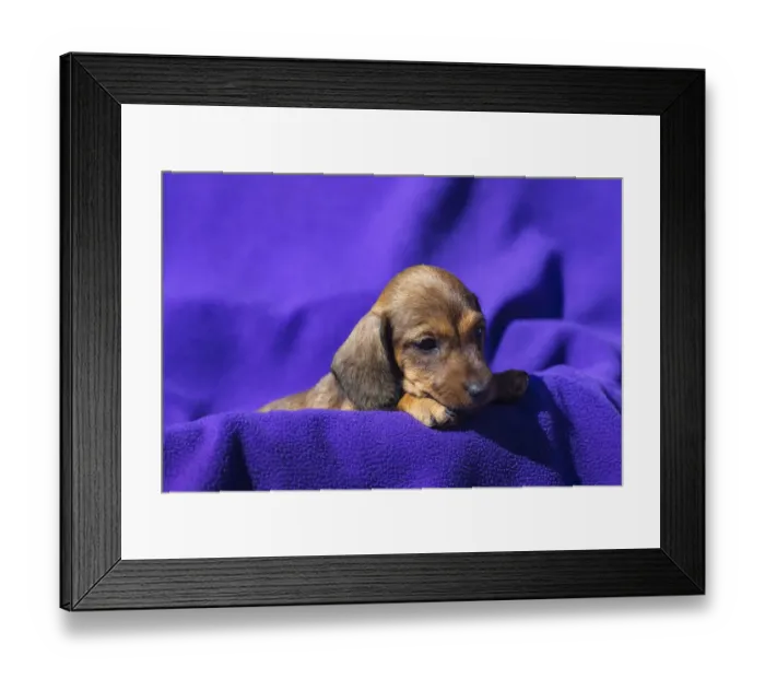 Framed Print : Doxen Puppy Framed Print : Doxen Puppy
