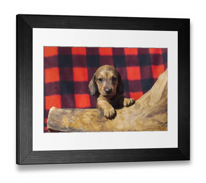 Framed Print : Doxen Puppy Framed Print : Doxen Puppy