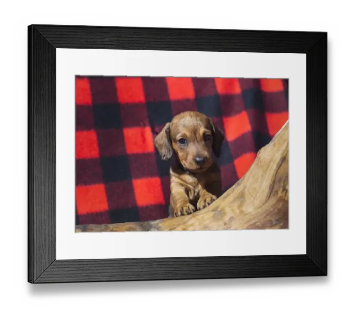 Framed Print : Doxen Puppy Framed Print : Doxen Puppy