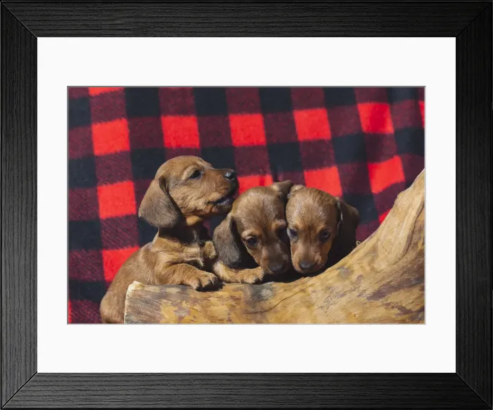 Framed Print : Doxen Puppies Framed Print : Doxen Puppies