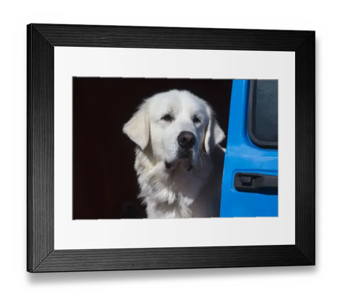 Framed Print : Great Pyrenees portrait Framed Print : Great Pyrenees portrait