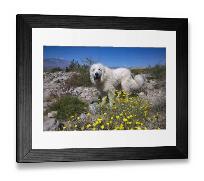 Framed Print : Great Pyrenees in the Colorado Desert Framed Print : Great Pyrenees in the Colorado Desert