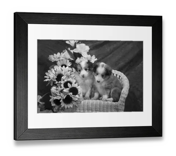 Framed Print : Sheltie Puppies Framed Print : Sheltie Puppies