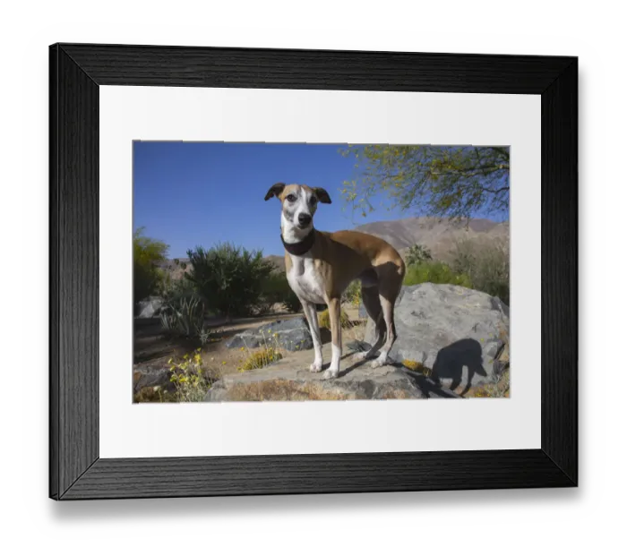 Framed Print : Whippet