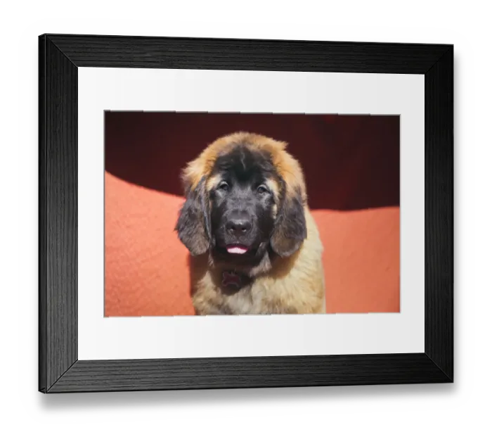 Framed Print : Leonberger Puppy Framed Print : Leonberger Puppy