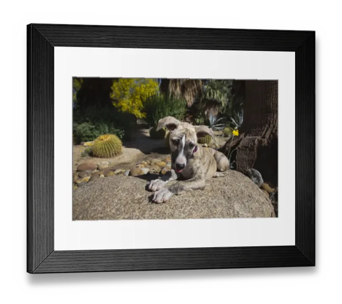 Framed Print : Whippet Puppy Framed Print : Whippet Puppy