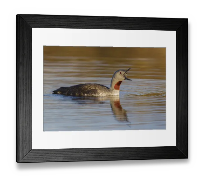 Framed Print : Red-throated Loon Calling Framed Print : Red-throated Loon Calling