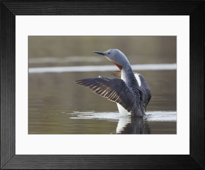 Framed Print : Red-throated Loon Drying Wings