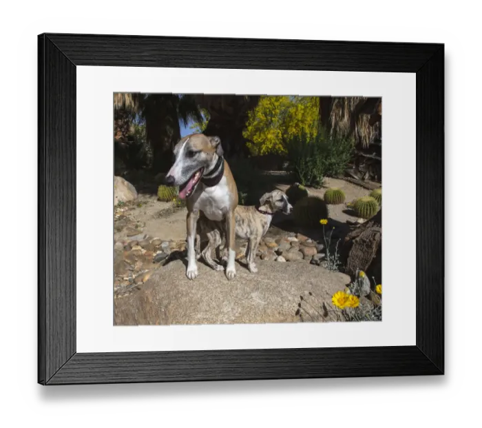 Framed Print : Whippet with Puppy