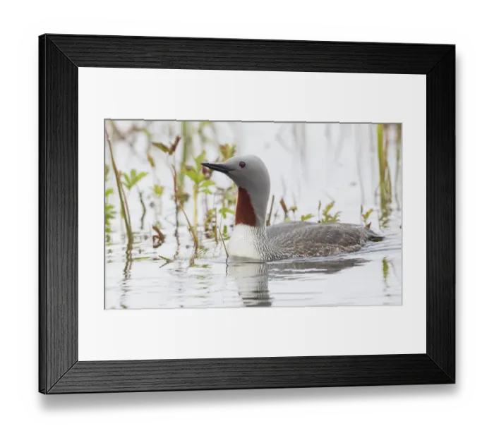 Framed Print : Red-throated Loon Framed Print : Red-throated Loon