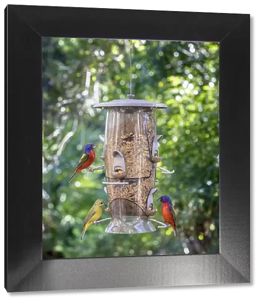 Beautiful painted buntings, male and female on backyard feeder seen from window