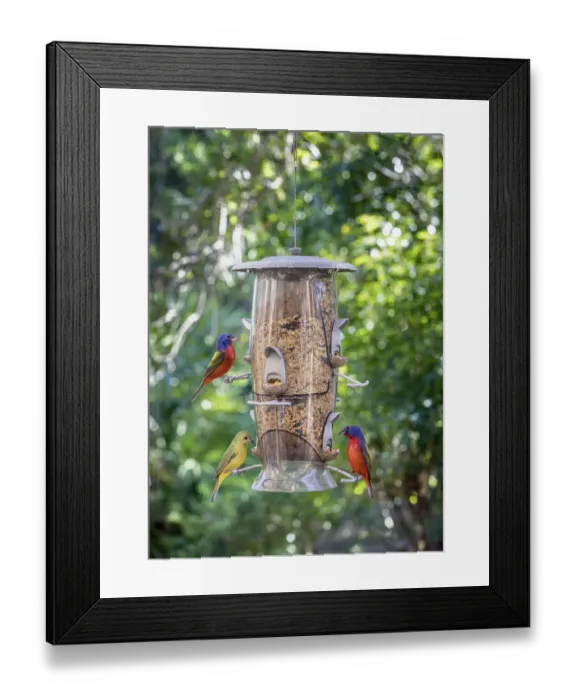 Framed Print : Beautiful painted buntings, male and female on backyard feeder seen from window
