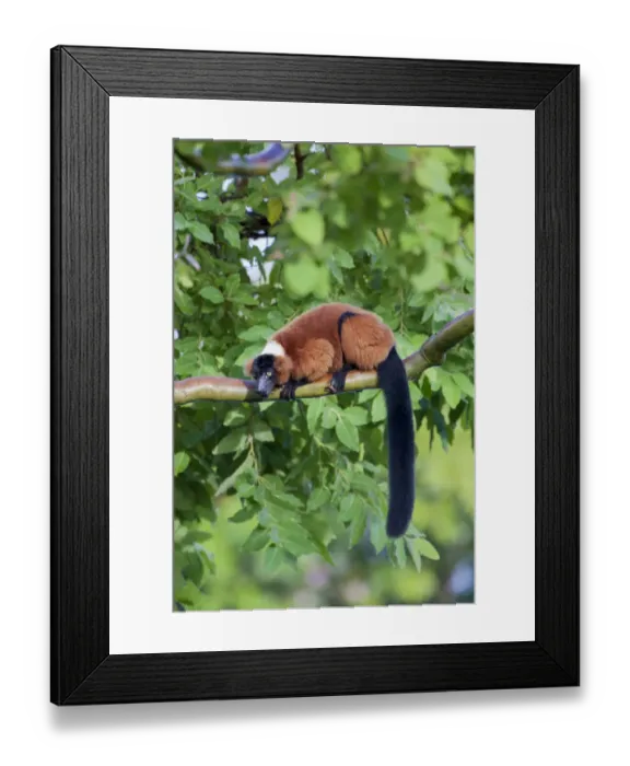 Framed Print : Red-ruffed lemur seeks refuge in a tree Framed Print : Red-ruffed lemur seeks refuge in a tree