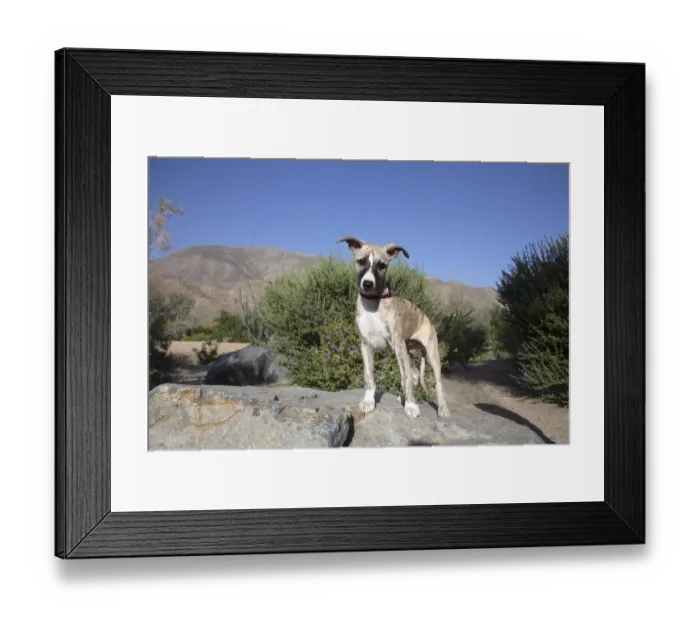 Framed Print : Whippet Puppy Framed Print : Whippet Puppy