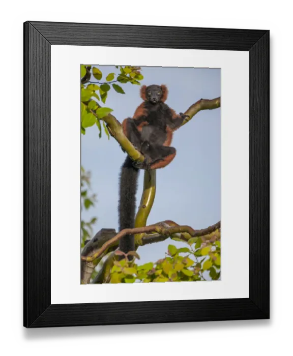 Framed Print : Red-ruffed lemurs relax in a tree Framed Print : Red-ruffed lemurs relax in a tree