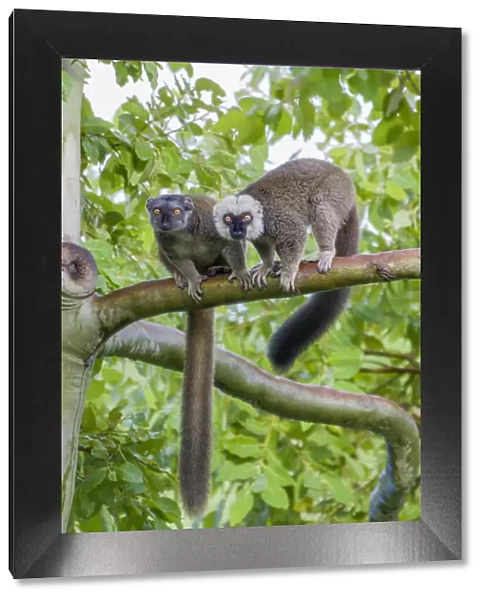 Arboreal white-fronted brown lemurs take refuge in a tree