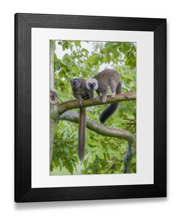 Framed Print : Arboreal white-fronted brown lemurs take refuge in a tree